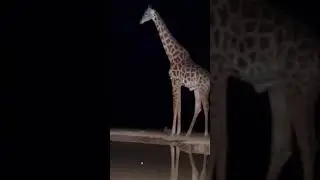 Leopard vs Giraffe