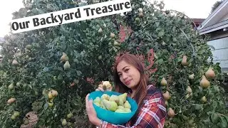 Our backyard  treasure/ Pear tree