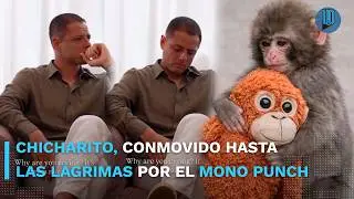 🐵 Chicharito rompe en llanto por el famoso mono viral 'Punch': 