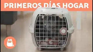 LLEGADA de un GATO a CASA 🐱 🏠 &iquest;Cu&aacute;nto tarda en Adaptarse?