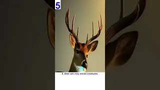 Ten interesting   facts about deer