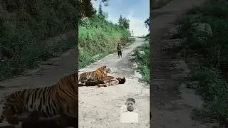 bachao #tiger #wildlife #animals #lion #114 #youtube shorts #facts #short #viral