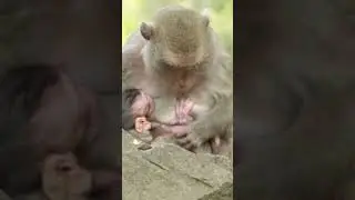 What do monkey happen  mom hug