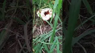 #Red mushroom#is it edible...??#