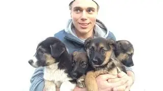 Sochi Dogs: From Russia with Love