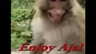 EnJoY AjA - AniMAl InStinG @TerangNirwana