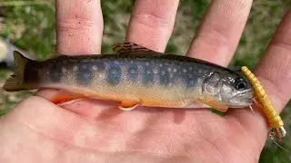 Upstate PA Native Brook Trout Fishing (Trout Magnet)