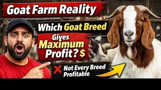 Goat Farm Reality | Which Goat Breed Gives Maximum Profit |Asad Goats|