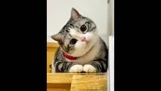 Buddy Cat! #cutecat #laughingcats #viralyoutubeshorts #cats #funnycats