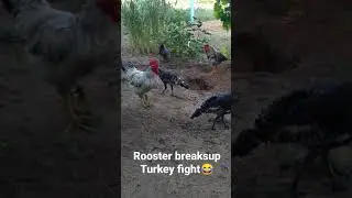 Rooster breaksup Turkey fight