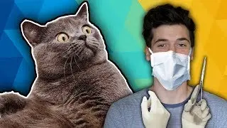 MY FIRST CAT SURGERY!! 🙀