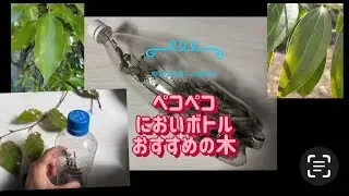 ペコペコにおいボトル#偏った植生活 #保育園＃幼稚園＃樹木＃樹木医＃あそび＃香り＃ペットボトル＃簡単楽しい#観察会ネタ