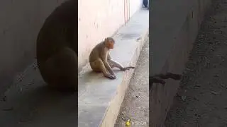 don't do dirtyness in my area 🙉#janve#monkey#shorts
