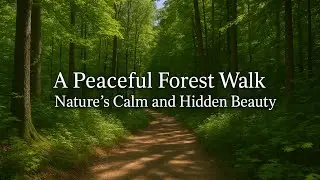 Walking Through the Forest in 4K  Peaceful First Person Nature Walk