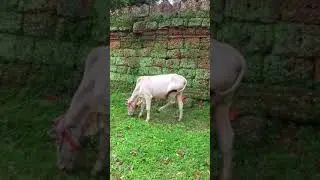 Satisfying cow eating grass #shorts