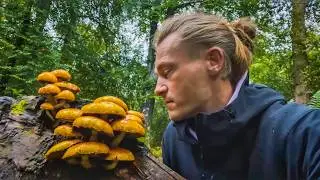 Сбор грибов (и их приготовление) 🍄