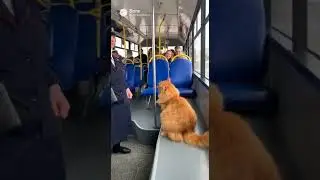 #funny #bus #cat #angrycat #прикол #автобус #кот #злойкот #humor #comedy #юмор #комедия
