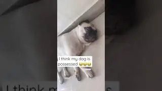 Pug sleeping| funny pug| funny dog videos