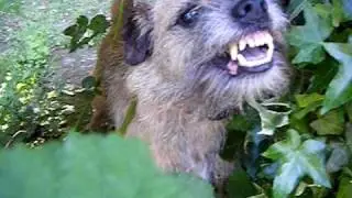 VERY Angry Border Terrier.