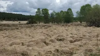 Tourbi&egrave;re du Longeyroux Corr&egrave;ze 05 25 nature #nature #peatland bog #wild &eacute;cologie #ecology #legends
