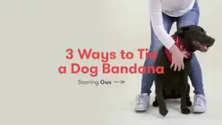 3 Ways to Tie a Dog Bandana