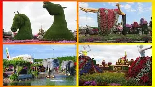 Dubai MIRACLE GARDEN - all highlights ... More than 150 million flowers and plants in the desert...