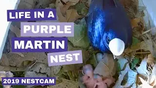 Жизнь в гнезде фиолетовой ласточки: обзор камеры Nestcam 2019 года