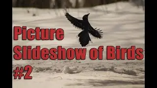 Picture Slideshow of Birds #2
