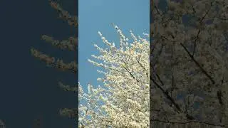 Spring! Relax melodia🌿 #relaxingmusic #дикаяприрода #спокойнаямузыка #ocean #relaxationmusic