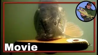 🎣 HOOKED UP PIKES, UNDERWATER FOOTAGE LURE FISHING 🎥  Pike fishing | Strike Pro | Buster Jerk #52