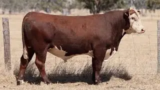 Lot 53 DAYV071 Days Whiteface 2026