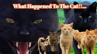 Very Funny Cats Make Laugh And Their Voices, The Animals Around Us. || Rahwan77 || Animals