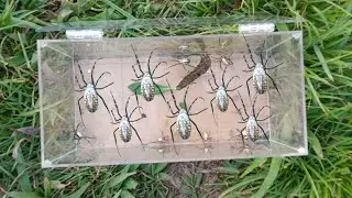 spider hunting adventure‼️catch seven spiders and one caterpillar
