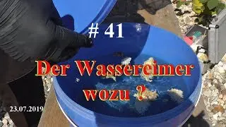 Tipps&Tricks Wozu der Wassereimer? BeeDad zeigt #Imkern 2019 #41