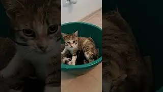 Non-Stop Cat Meowing - 10 Minutes