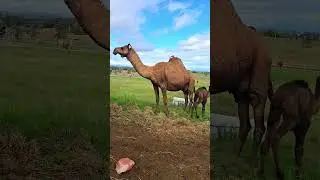 Summer Land Camels: 3rd Largest Camel Farm in the World