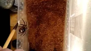 Brachypelma albopilosum rehousing and general tarantula care