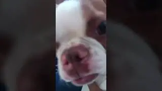 #viral #music #funny #trendy #hastag #bestie #sleepover #dog #collab #duggie #dog