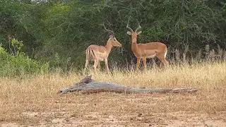 SOUTH AFRICA fighting impalas, Kruger n.p. (17 April 2019)