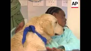 Dogs tour hospital wards to help with patient care
