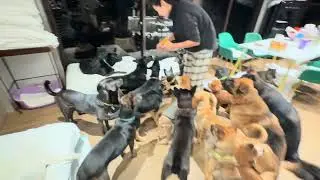 Mary&rsquo;s Doggies - Danty eating
