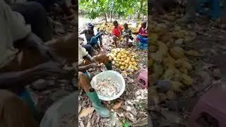 How cocoa farmers work in Ghana