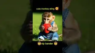 Cute Monkey Eating Strawberry 🍓😂 #shorts #CuteMonkey #FunnyMonkey #VIPBandar