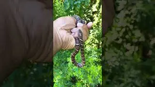 Small Adult Eastern Milk Snake! A few more Milk Snake To go! #shortvideo #shorts #snake #herping