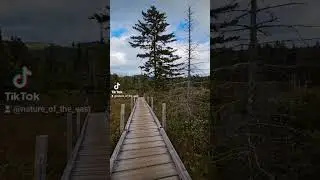 Beautiful Day on the Zealand Trail  #newhampshire #hikenh #hiking #nature #whitemountains
