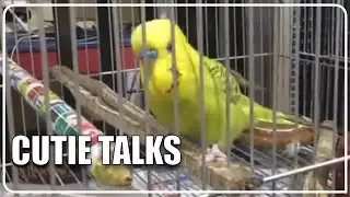 Amazing Bird Recites Bible Verses