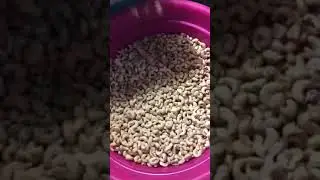 cashew kernel color sorter