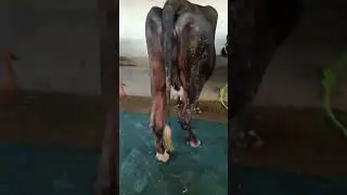 न्यू स्टॉक अवेलेबल है top breed cow 🐄 गाय बिक्री के लिए उपलब्ध है हमारा पता है भिलाई छत्तीसगढ़ गोकुल