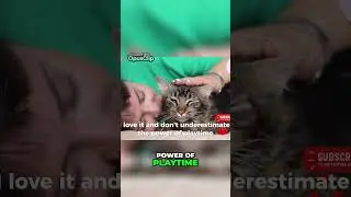 Creating the Perfect Play Space for Your Cat