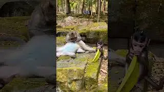 Lovely baby monkey With mom monkey so cute #shortvideo ❤️🐒🙈